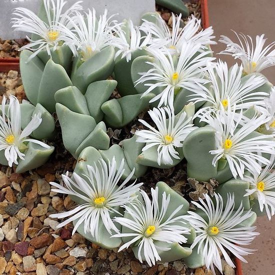 Sementes de Conophytum herreanthus (10 sementes)