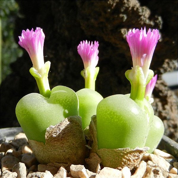 Sementes de Conophytum subfenestratum (10 sementes)