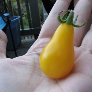 Sementes de Tomate Pêra Amarelo - 30 sementes