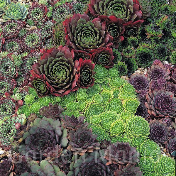 Sementes de Sempervivum Mix (20 sementes)