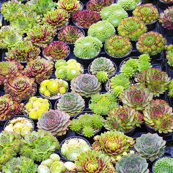 Sementes de Sempervivum Mix (20 sementes)