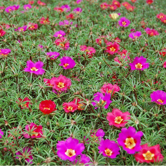 Sementes da Flor Onze Horas Singela Sortida (Portulaca grandiflora)