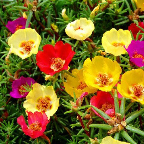 Sementes da Flor Onze Horas Singela Sortida (Portulaca grandiflora)