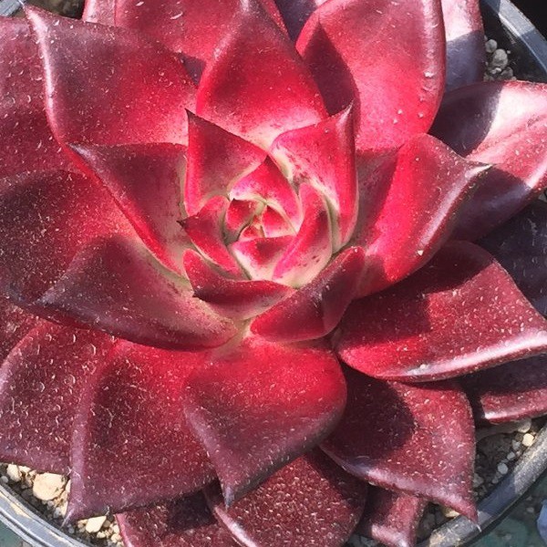 Sementes de Echeveria agavoides Romeo Rubin (10 sementes)