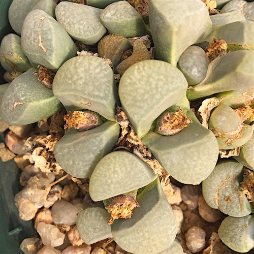 Sementes de Lithops divergens (10 sementes)