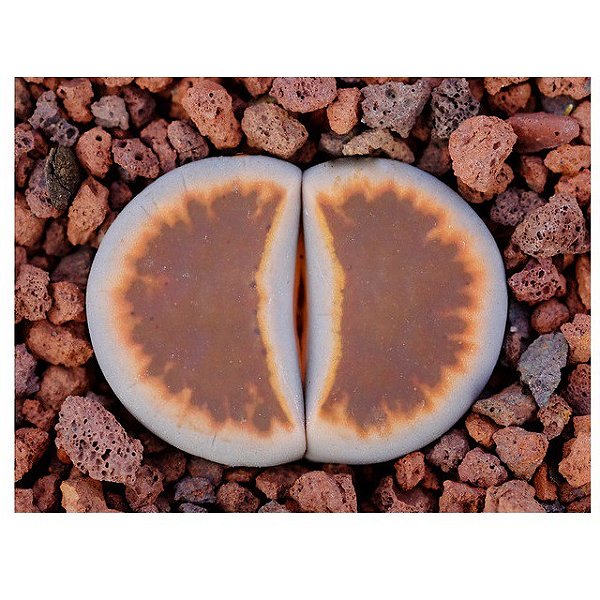 Sementes de Lithops karasmontana bella fenestrata (10 sementes)