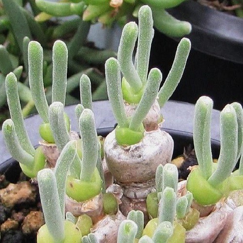 Sementes de Monilaria pisiformis 'Suculenta Colar de Pérolas' (10 sementes)