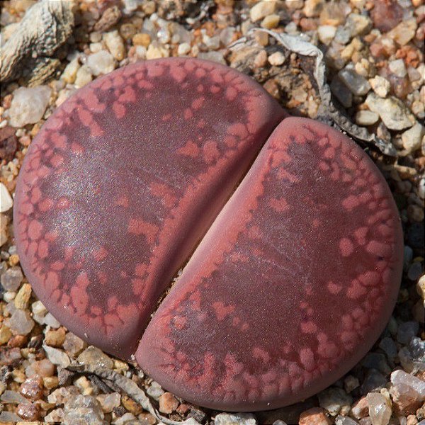 Sementes de Lithops aucampiae 'Fire Brand' (10 sementes)