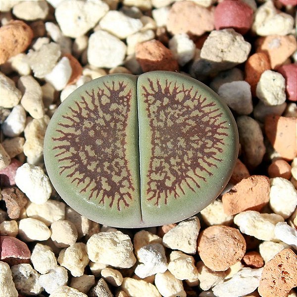 Sementes de Lithops aucampiae var. fluminalis (10 sementes)