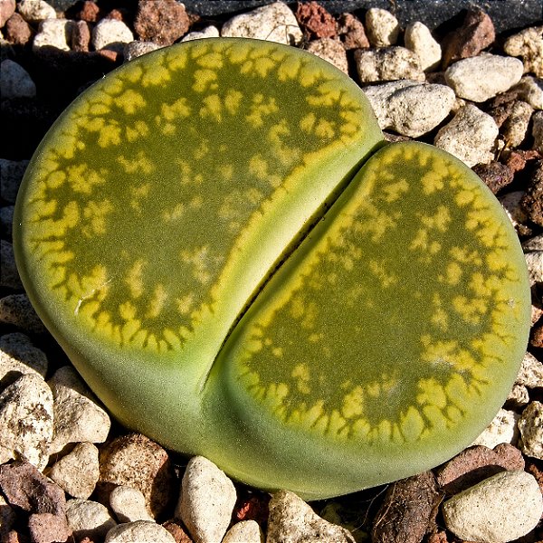 Lithops aucampiae cv. Jackson’s Jade - 10 sementes