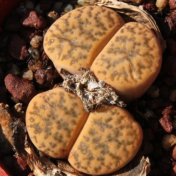 Sementes de Lithops bromfieldii var. glaudinae (10 sementes)