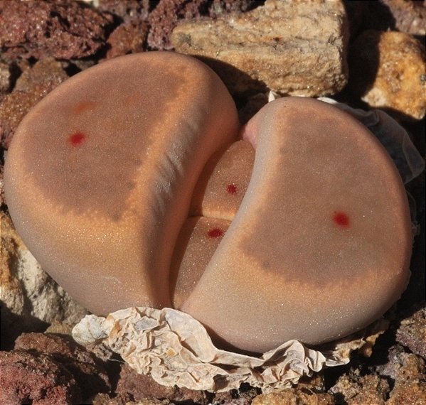 Sementes de Lithops dinteri var. brevis (10 sementes)