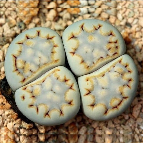 Lithops fulleri var. rouxii - 10 sementes