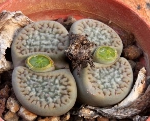 Sementes de Lithops hookeri var. elephina (10 sementes)