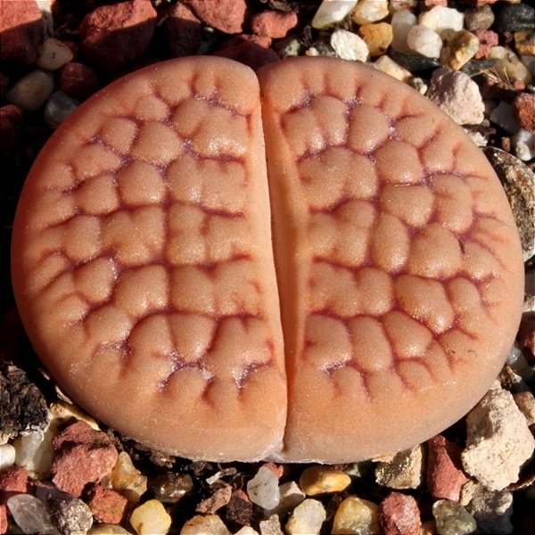 Sementes de Lithops hookeri var. lutea C038 (10 sementes)