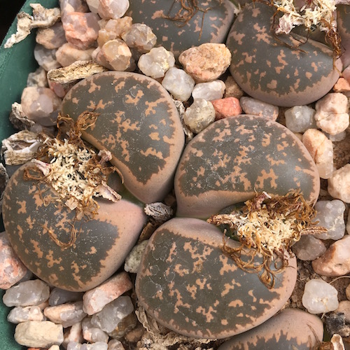 Sementes de Lithops lesliei Pietersburg Form (10 sementes)