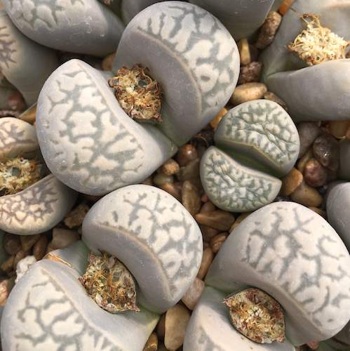 Sementes de Lithops marmorata var. elisae (10 sementes)