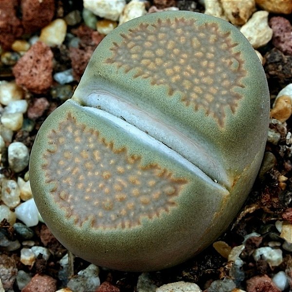 Sementes de Lithops villetii subs. kennedyi (10 sementes)