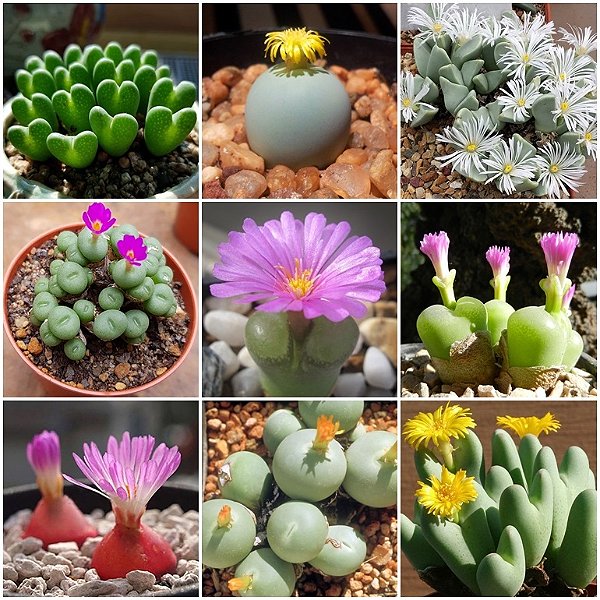 Sementes de Conophytum Mix (10 sementes)