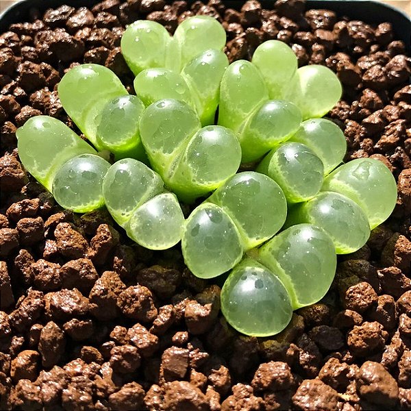 Sementes de Conophytum limpidum - 10 sementes