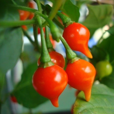 Sementes de Pimenta Biquinho Vermelha - Capsicum chinense