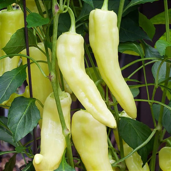 Sementes de Pimenta Doce Sweet Banana Pepper (Capsicum annuum)