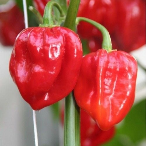 Sementes de Pimenta Habanero Vermelha (Capsicum chinense)