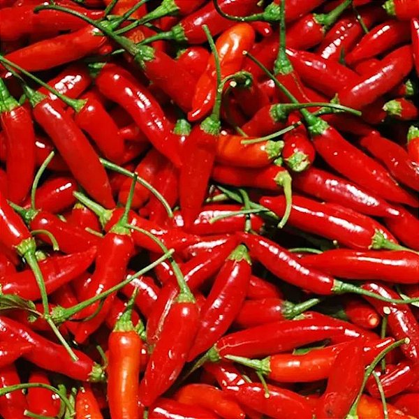 Sementes de Pimenta Malagueta (Capsicum frutescens)