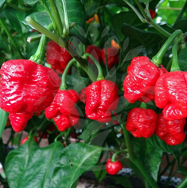 Sementes de Pimenta Trinidad Scorpion Red – 2ª Mais Forte do Mundo! (Capsicum chinense)
