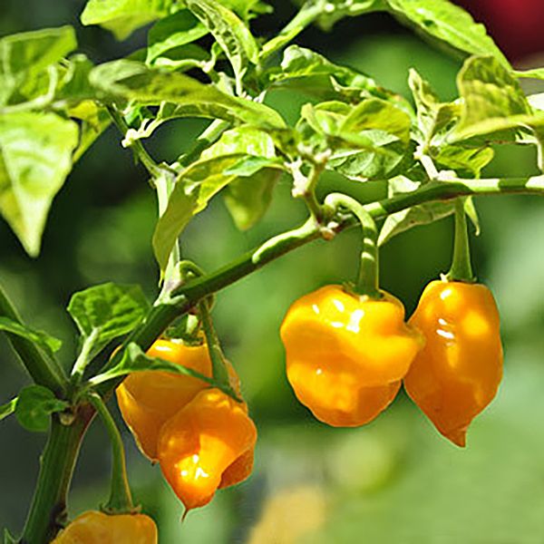 Sementes de Pimenta Trinidad Scorpion Yellow – 2ª Mais Forte do Mundo! (Capsicum chinense)