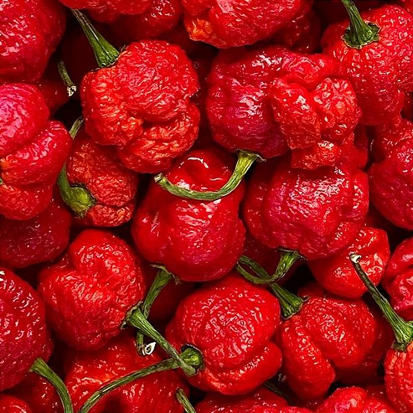Sementes de Pimenta Trinidad Moruga Scorpion – 2ª Mais Forte do Mundo! (Capsicum chinense)