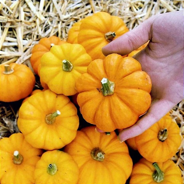 Sementes de Abóbora Mini Jack (Cucurbita moschata)