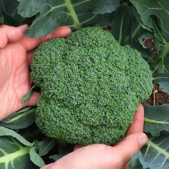 Sementes de Brócolis de Cabeça (Brassica oleracea)