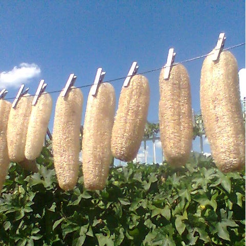 Sementes de Bucha Vegetal / Esponja Natural (Luffa cylindrica)