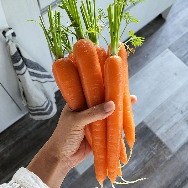 Sementes de Cenoura de Verão (Daucus carota)