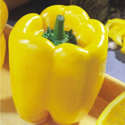 Sementes de Pimentão Amarelo (Capsicum annuum)