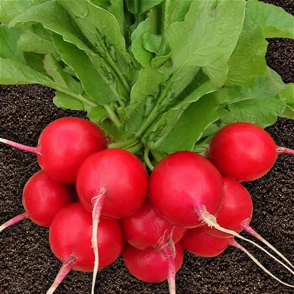 Sementes de Rabanete Gigante (Raphanus sativus)