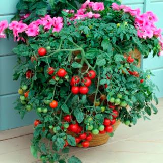 Sementes de Tomate Cereja Samambaia (Solanum lycopersicum)