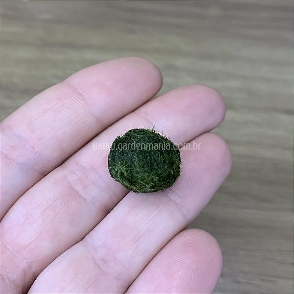 Esfera de Musgo Marimo Moss Ball Pequeno 1,5cm