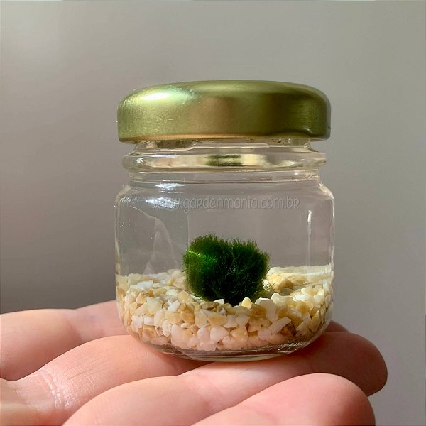 Marimo Ball no Vidrinho 30ml