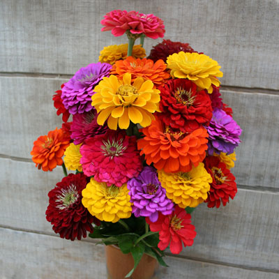 Zinia Dália Dobrada Sortida (Zinnia elegans) - 30 SEMENTES
