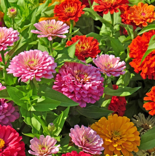 Sementes da Flor Zinia Dália Dobrada Sortida (Zinnia elegans)