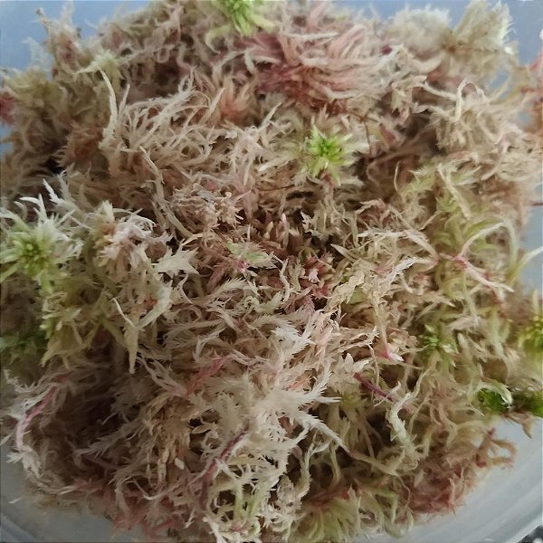 Musgo Sphagnum 25g - Substrato para Carnívoras