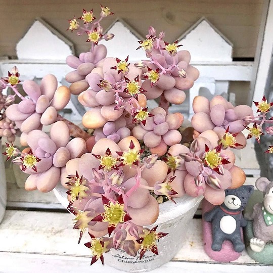 Sementes de Graptopetalum amethystinum (10 sementes)