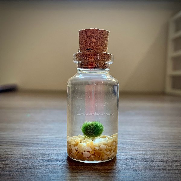 Marimo Ball Mini no Vidrinho 15ml
