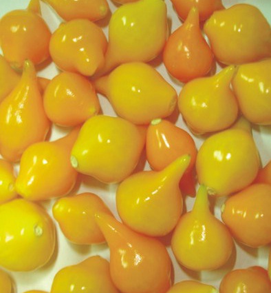 Sementes de Pimenta Biquinho Amarela