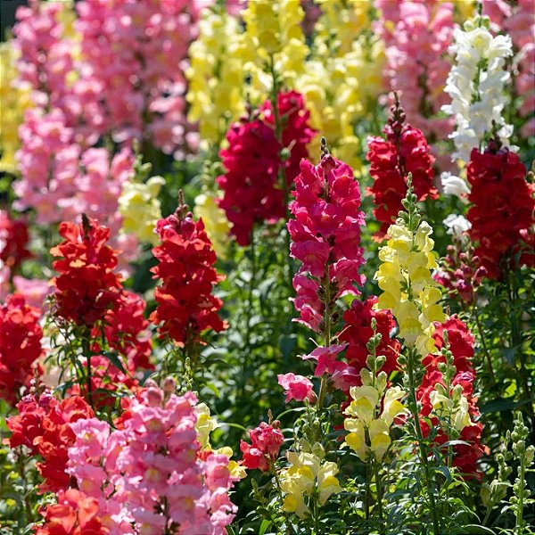 Sementes da Flor Boca de Leão Alta Sortida (Antirrhinum majus)