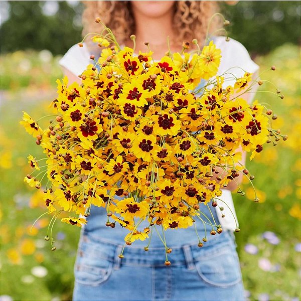 Sementes da Flor Caliopsis das Planícies (Coreopsis tinctoria)