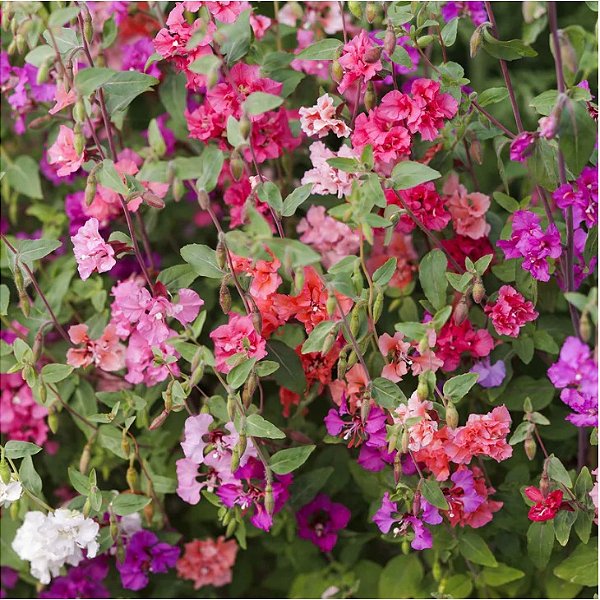 Sementes da Flor Clárquia Sortida (Clarkia unguiculata)