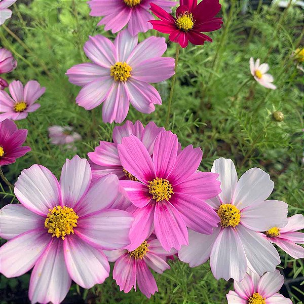 Cosmos Carnaval Sortida (Cosmos bipinnatus) - 20 SEMENTES